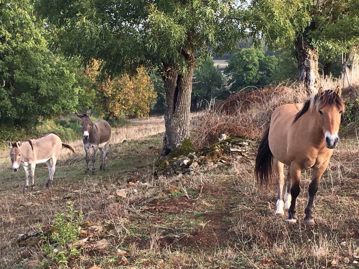 Gites Les Demeures De Valette Azay-le-Brule Buitenkant foto